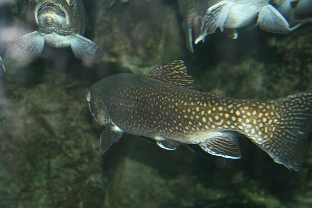 Aquaculture Facility