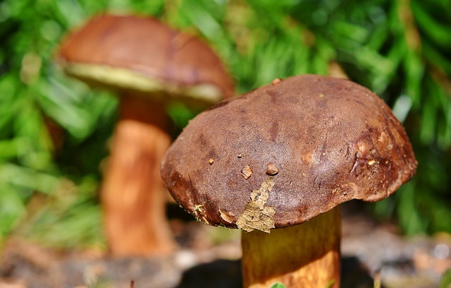 Mushroom Facility