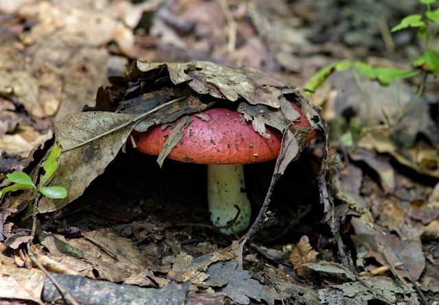 Premium Button Mushrooms